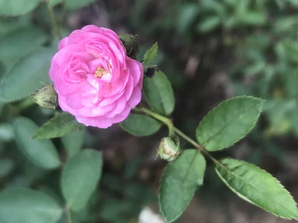 Primer Plano Flor Jardín — Foto de Stock