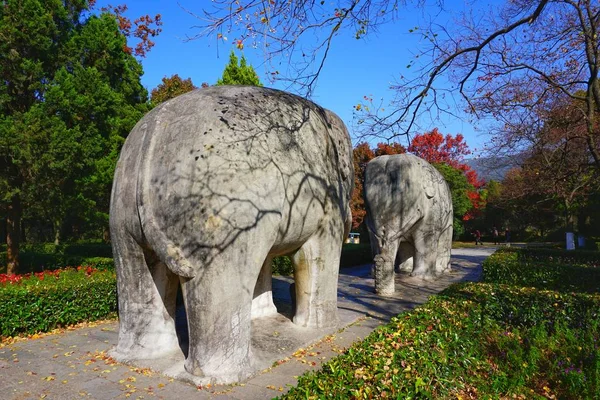 Elefante Parque — Foto de Stock