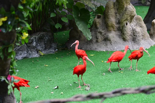 Flamingo Rosa Pássaro Tropical — Fotografia de Stock