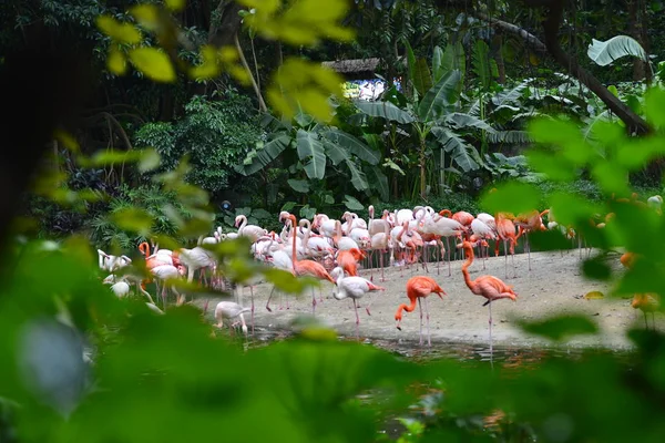 Flamingo Rosa Fauna Aves Natureza — Fotografia de Stock