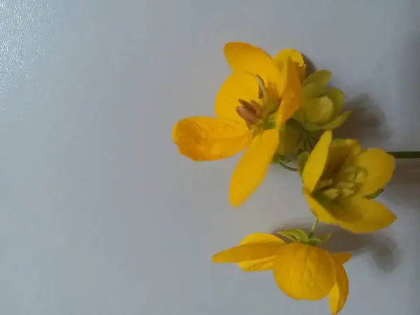 Hermosa Flor Amarilla Sobre Fondo Árbol — Foto de Stock