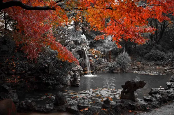 Hojas Otoño Follaje Temporada Otoño — Foto de Stock