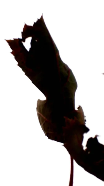 ภาพถ ายทางพฤกษศาสตร สวยงาม วอลล เปเปอร ธรรมชาต — ภาพถ่ายสต็อก