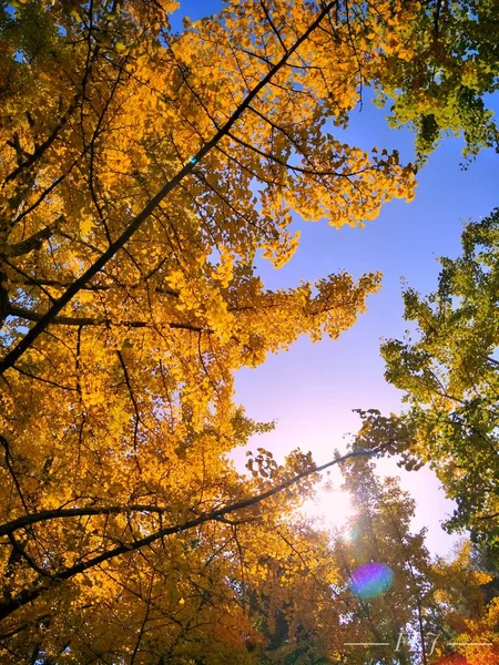 Paisaje Otoñal Con Hojas Coloridas — Foto de Stock