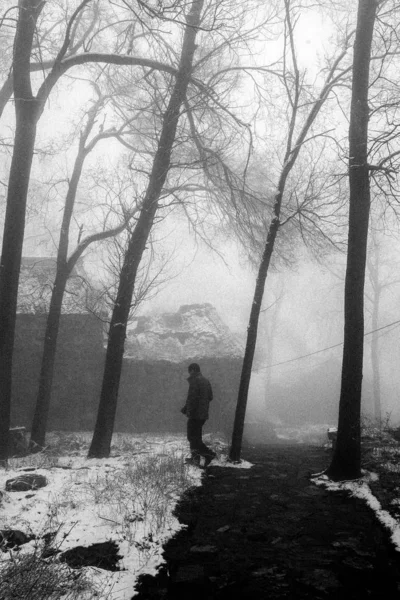 Hermoso Paisaje Invierno Con Árboles Niebla —  Fotos de Stock