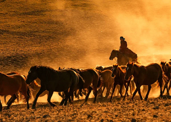 Chevaux Dans Champ — Photo