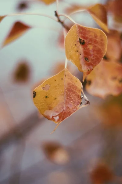 Las Hojas Otoñales Sobre Las Ramas Del Árbol Flora Otoñal — Foto de Stock