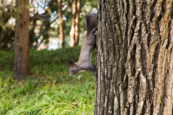 Veveriță Natură Floră Faună Animal Rozătoare — Fotografie, imagine de stoc