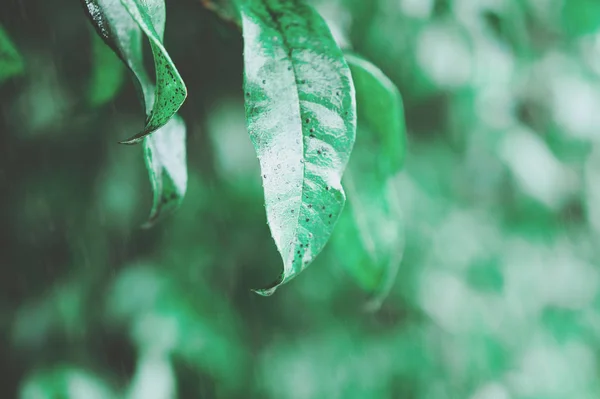Grüne Blätter Sommerflora — Stockfoto