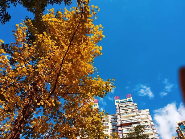 Paisaje Otoñal Con Árboles Coloridos — Foto de Stock