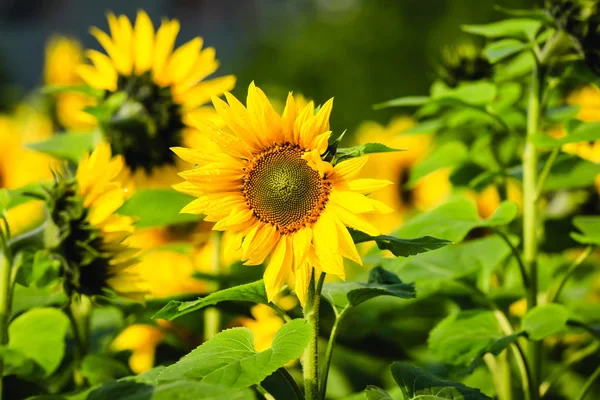 Zonnebloemen Gele Bloemblaadjes — Stockfoto