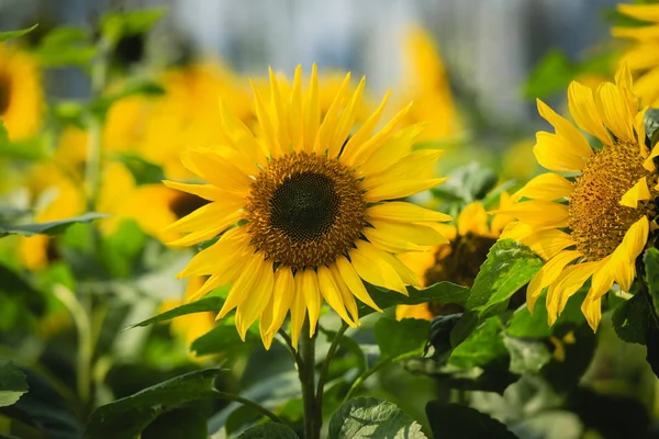 Zonnebloemen Gele Bloemblaadjes — Stockfoto