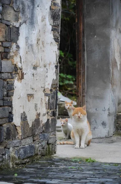 Retrato Gato Lindo — Foto de Stock