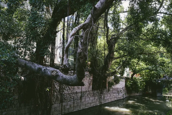 Ciudad Del Parque Bosque — Foto de Stock