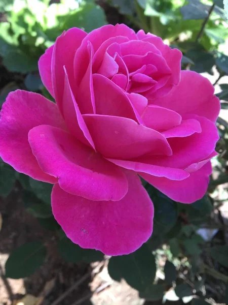 Rosa Hermosa Jardín — Foto de Stock