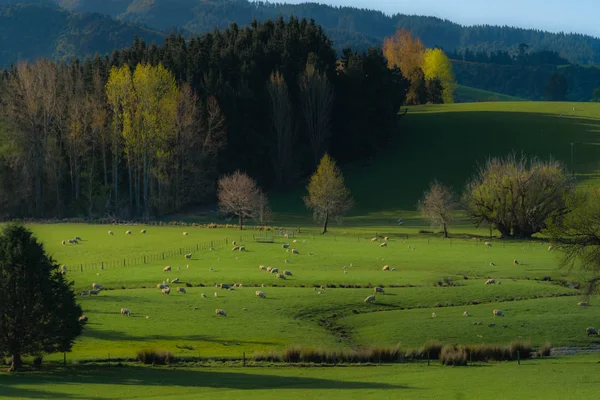 beautiful landscape with green grass and trees