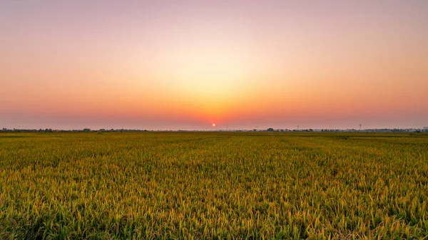 Beautiful Sunset Field — Stock Photo, Image