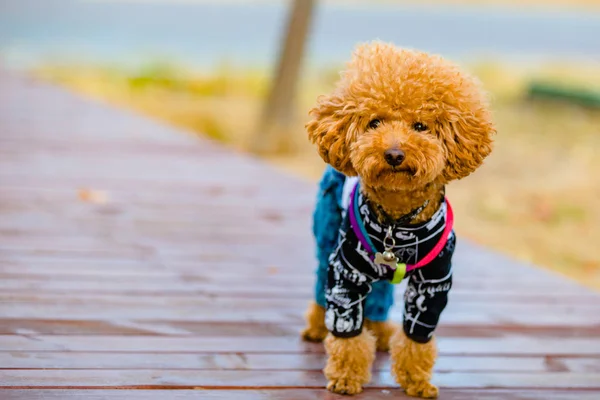 Bir Köpek Manzarası — Stok fotoğraf