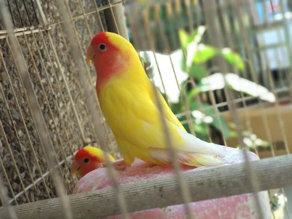 Aves Loro Flora Fauna — Foto de Stock