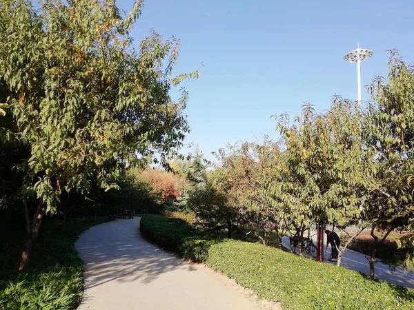 Hermoso Paisaje Con Árbol Parque — Foto de Stock