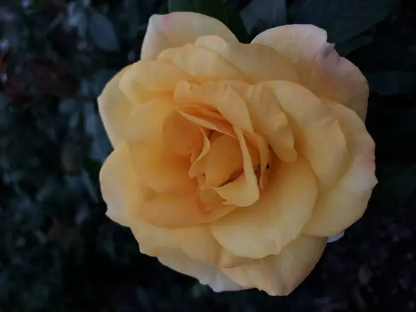 Hermosa Flor Rosa Jardín — Foto de Stock