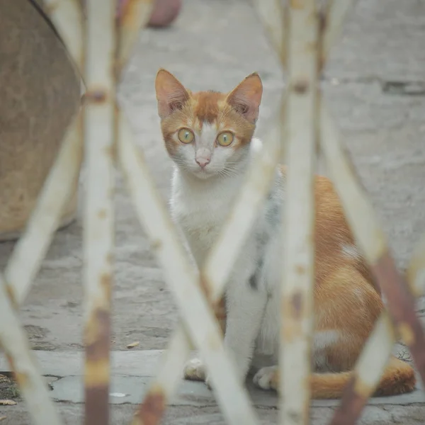 Gato Sentado Calle — Foto de Stock