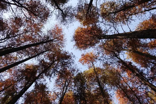 Fák Erdőben Növény Természetben — Stock Fotó