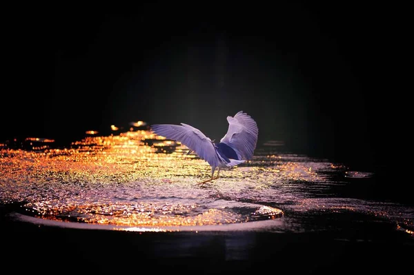 Mooie Vogel Nacht — Stockfoto