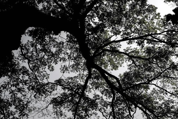 tree branches in forest, flora