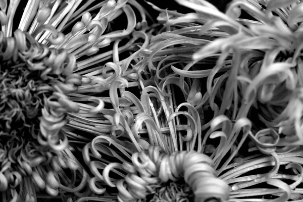 Zwart Wit Achtergrond Met Veel Spaghetti — Stockfoto