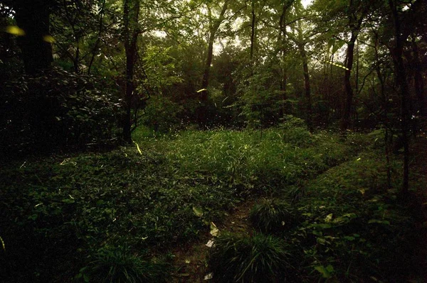 Flora Naturaleza Hojas Del Medio Ambiente Bosque — Foto de Stock