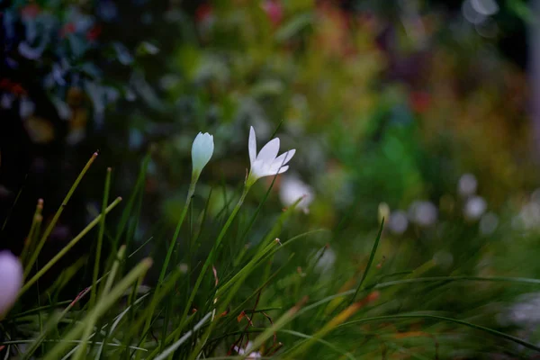 花园里的春花 — 图库照片