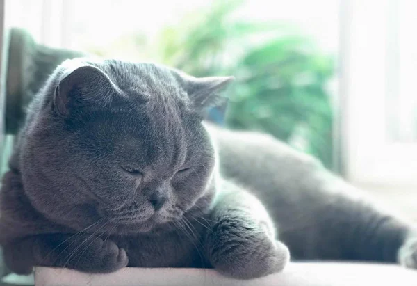 Vista Gato Bonito — Fotografia de Stock