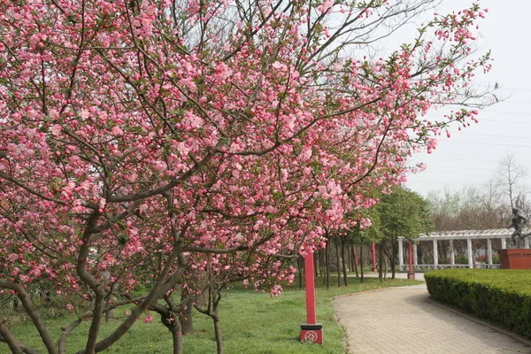 Flor Cerezo Parque — Foto de Stock