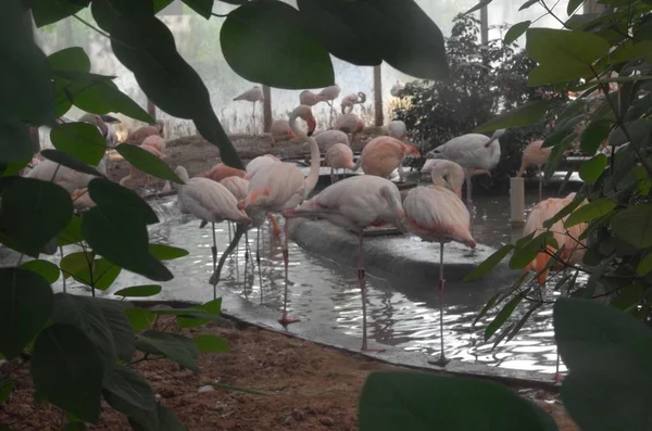 Flamingo Aves Animais Flora Fauna — Fotografia de Stock