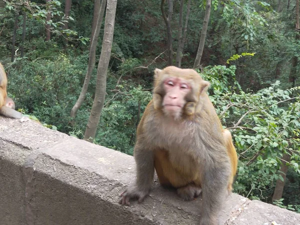 Mono Selva — Foto de Stock