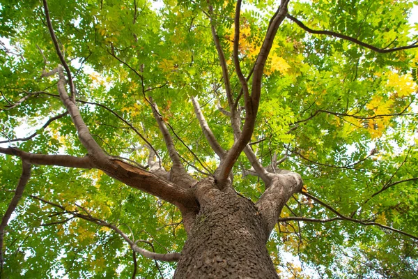 의나무 — 스톡 사진