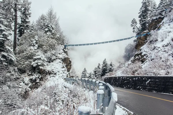 Árboles Cubiertos Nieve Bosque Invierno — Foto de Stock