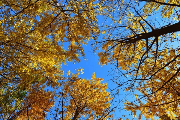 Paisaje Otoñal Con Cielo Azul — Foto de Stock