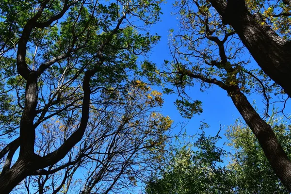 Ramas Árboles Flora Naturaleza — Foto de Stock