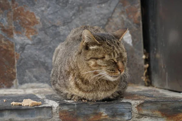 Gato Ciudad — Foto de Stock