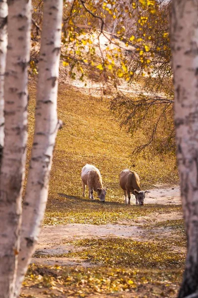 Dos Osos Pardos Jóvenes Bosque —  Fotos de Stock