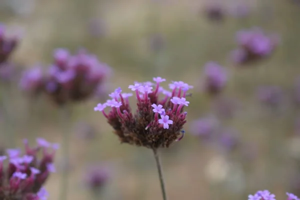 Flores Naturaleza Ramas Árboles — Foto de Stock