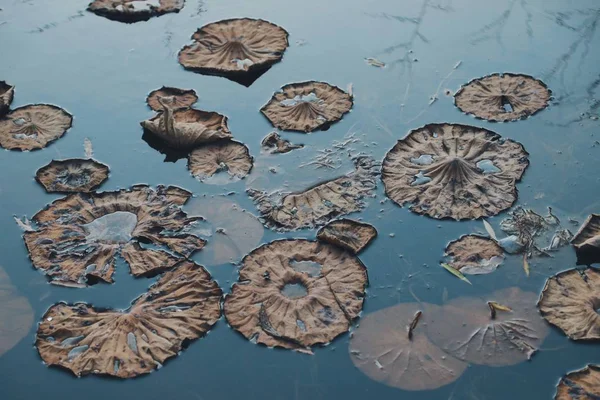 Hongos Agua — Foto de Stock