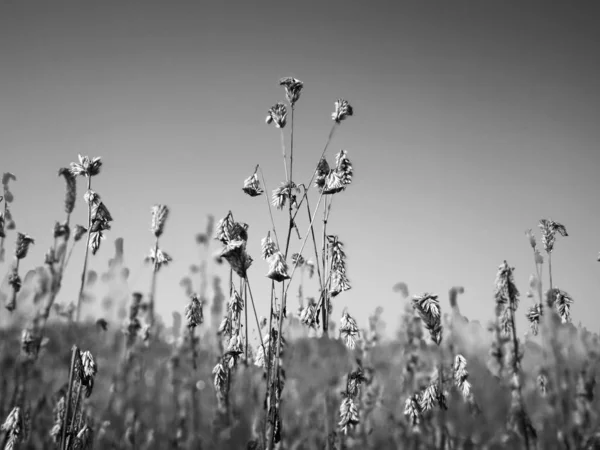 field of white flowers on a background of blue sky