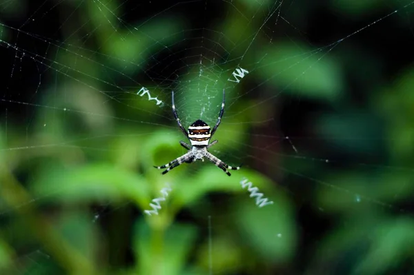 マクロクモの巣野生生物 — ストック写真
