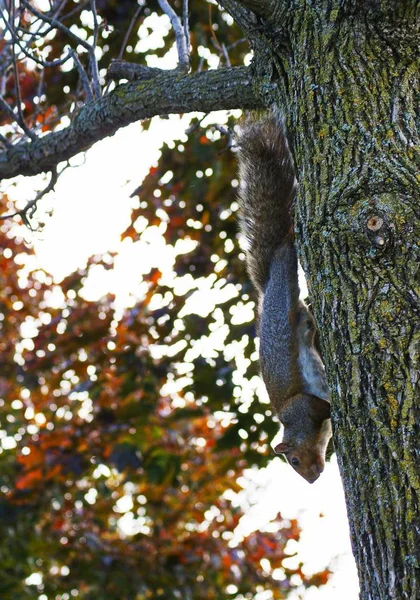 Veveriță Tânără Parc — Fotografie, imagine de stoc