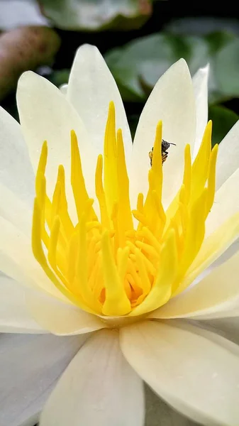yellow lotus flower in the garden