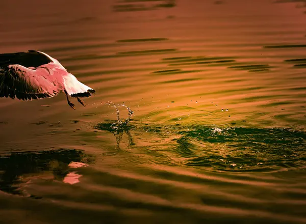 Φλαμίνγκο Πουλί Στο Νερό — Φωτογραφία Αρχείου
