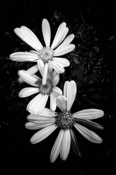 black and white flower on a dark background